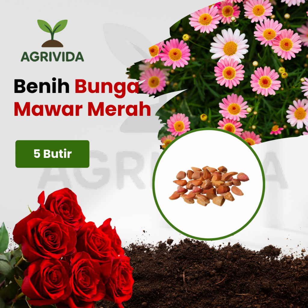 Jual Benih Bunga Mawar Merah isi 5 butir Benih Tanaman hias berkualitas ...