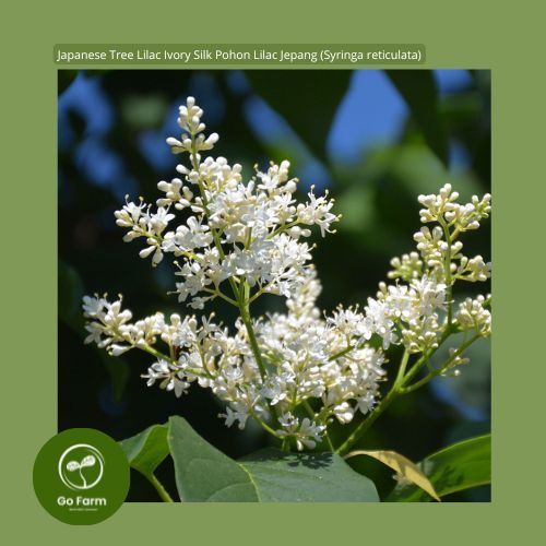 Jual Benih Bibit Japanese Tree Lilac Ivory Silk Pohon Lilac Jepang ...