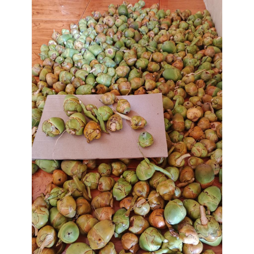 Jual Beluluk Tembuluk Caruluk Bakak Kelapa Segar per 5pcs | Shopee ...