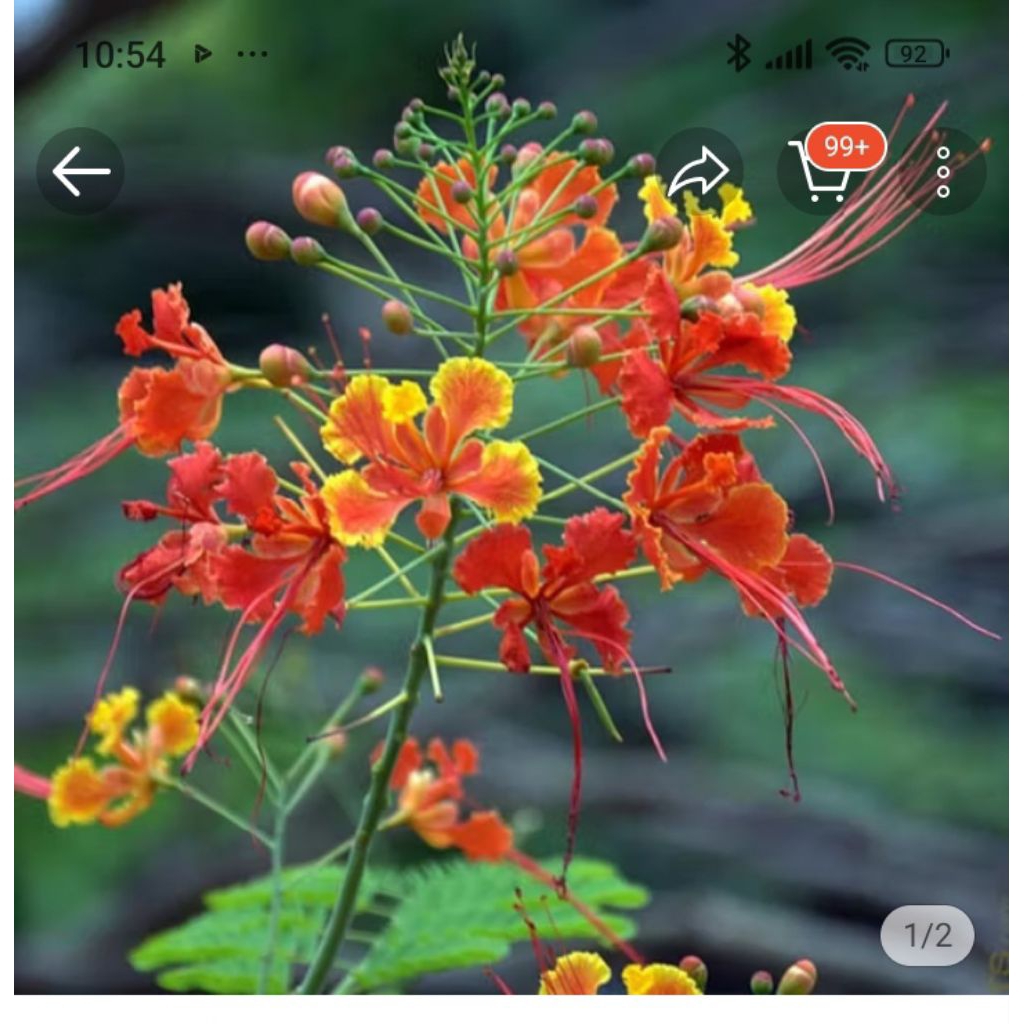Jual Bunga Merak Terlengkap & Harga Terbaru Juni 2026 | Shopee Indonesia
