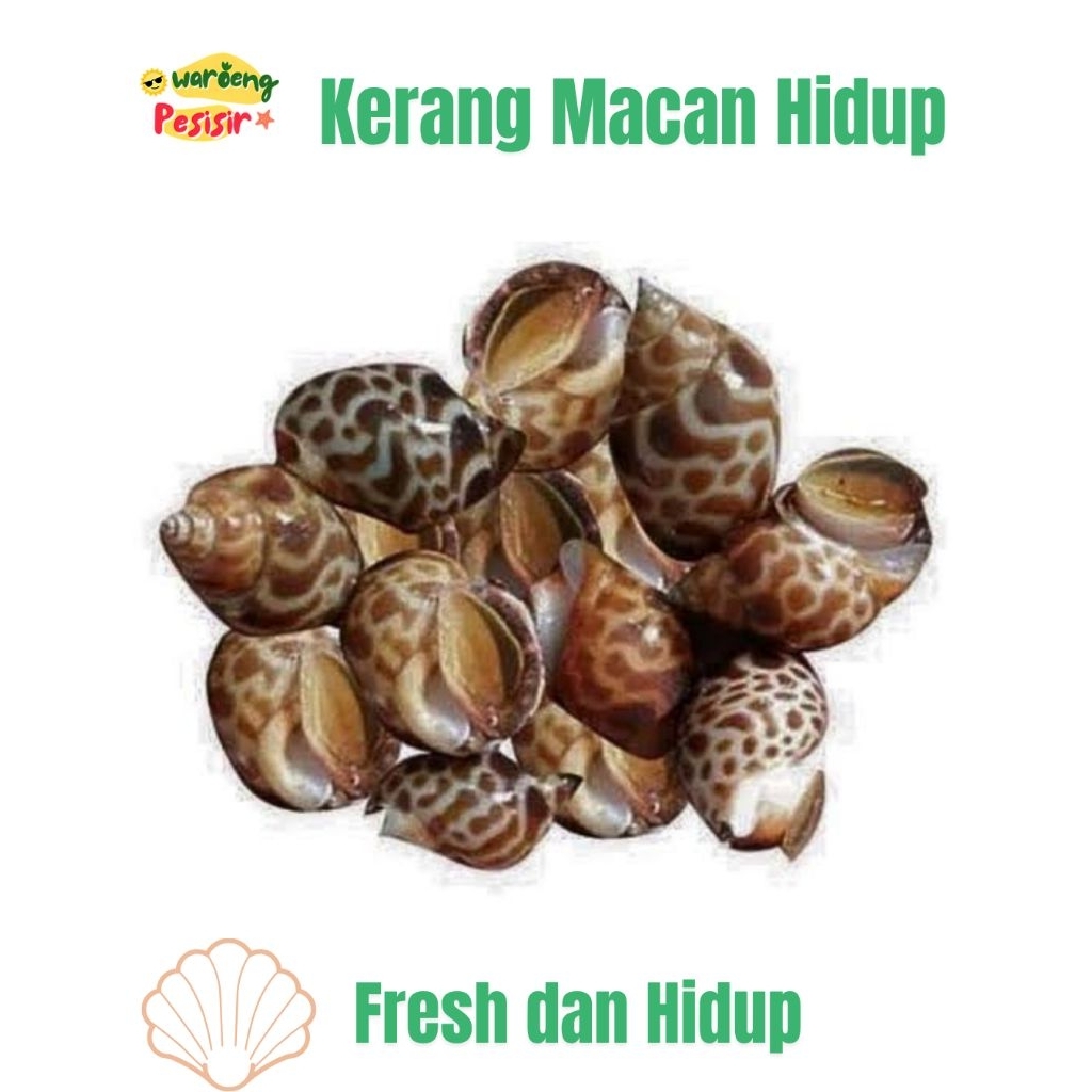 Jual KERANG MACAN / KEONG MACAN HIDUP FRESH – DIJUAL PER KILOGRAM ...