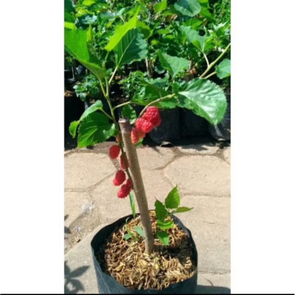Jual (BELI 5 GRATIS 1) BIBIT BUAH MURABI (KONDISI BERBUAH) | Shopee ...