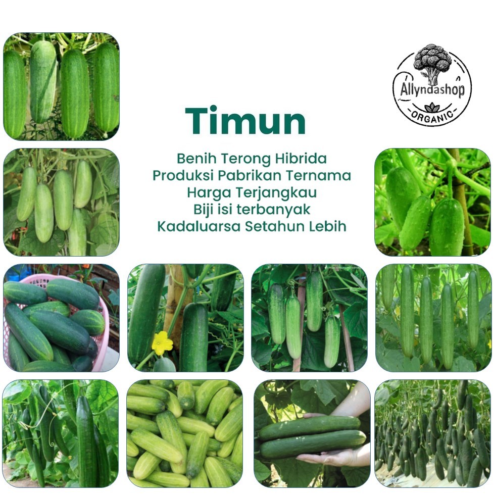 Bibit Benih Sayuran Timun Varian Unggulan