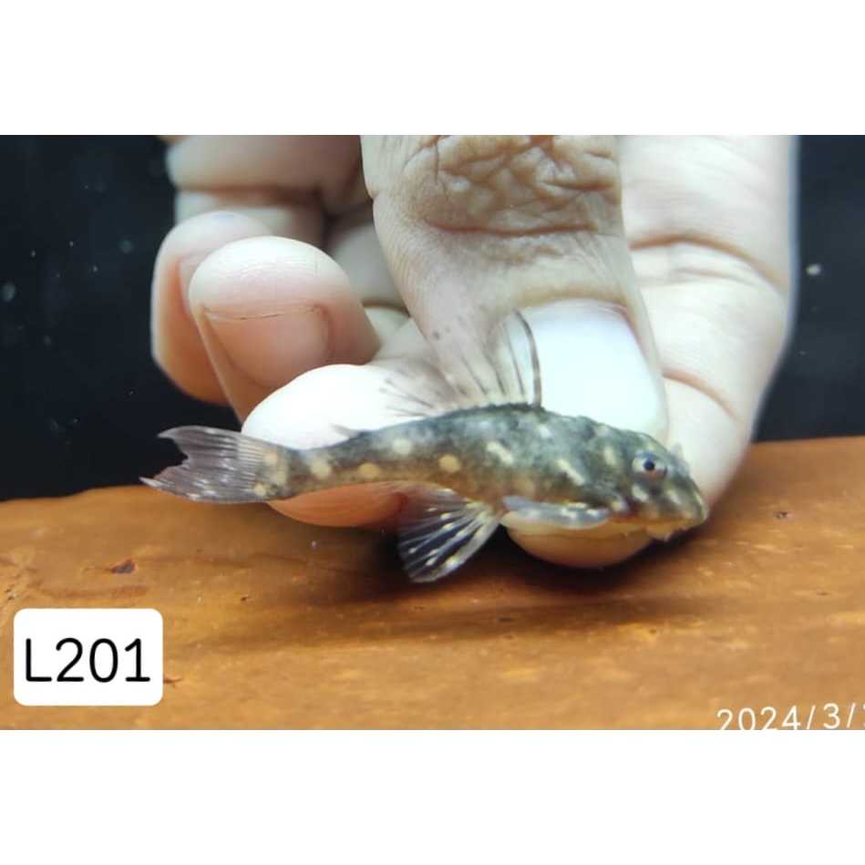 Jual Pleco L201 snowball orinoco angel (hypancistrus) | Shopee Indonesia