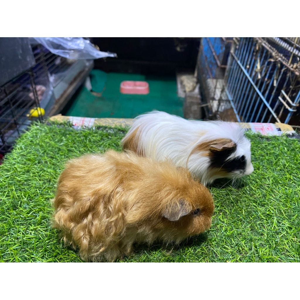 Jual guinea pig silky dan guinea pig coronet Shopee Indonesia