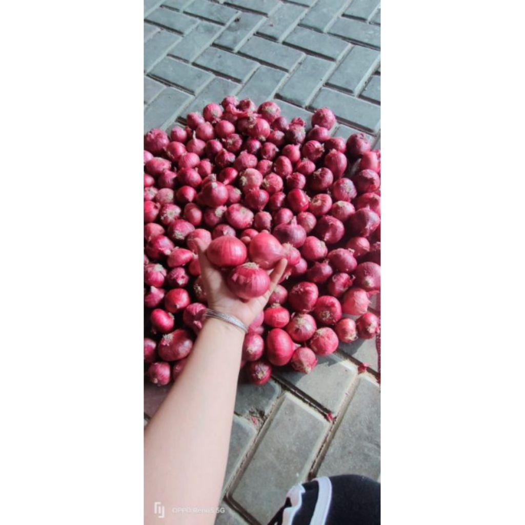 Jual bawang merah India rendom ada ukuran besar dan kecil netto 1kg ...
