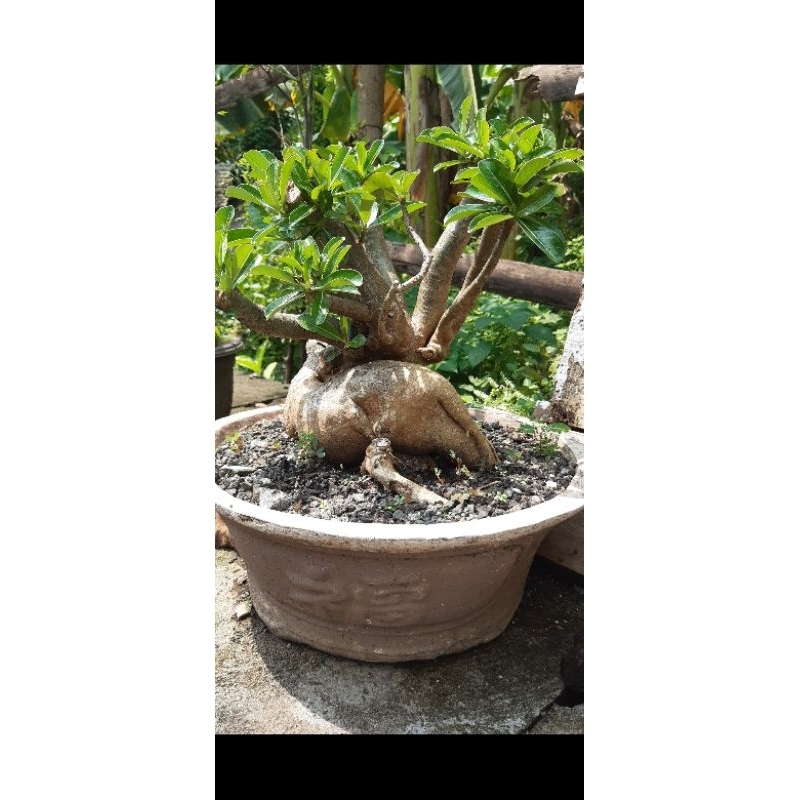 Jual Adenium kamboja jepang jumbo karakter tua | Shopee Indonesia