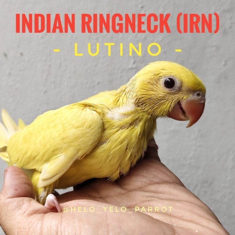 Jual Indian Ringneck Parrot / IRN - Lutino | Shopee Indonesia