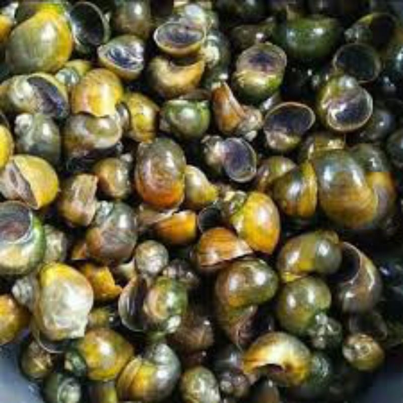 Jual Tutut sawah/kraca/kroco/keong sawah per kilo/1kg | Shopee Indonesia