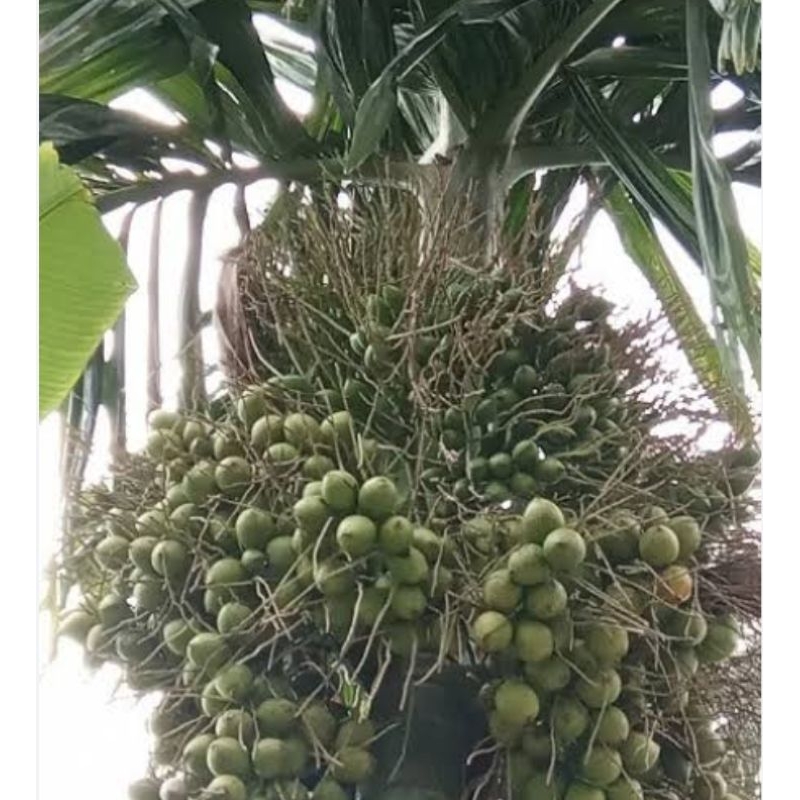 Jual pinag muda jambe muda/1kg | Shopee Indonesia