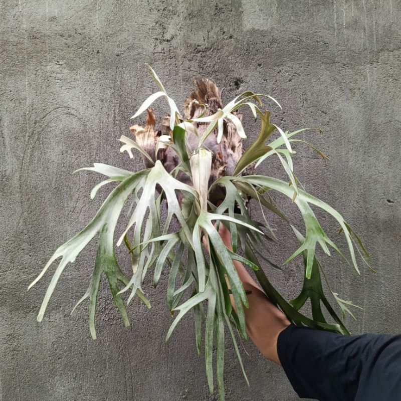 Jual PLATYCERIUM WILLINCKII SIMBAR TANAMAN | Shopee Indonesia