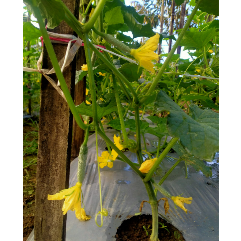 Jual Benih Timun Hijau Hibrida RENATA F1 20 gram Cap Bunga Matahari ...