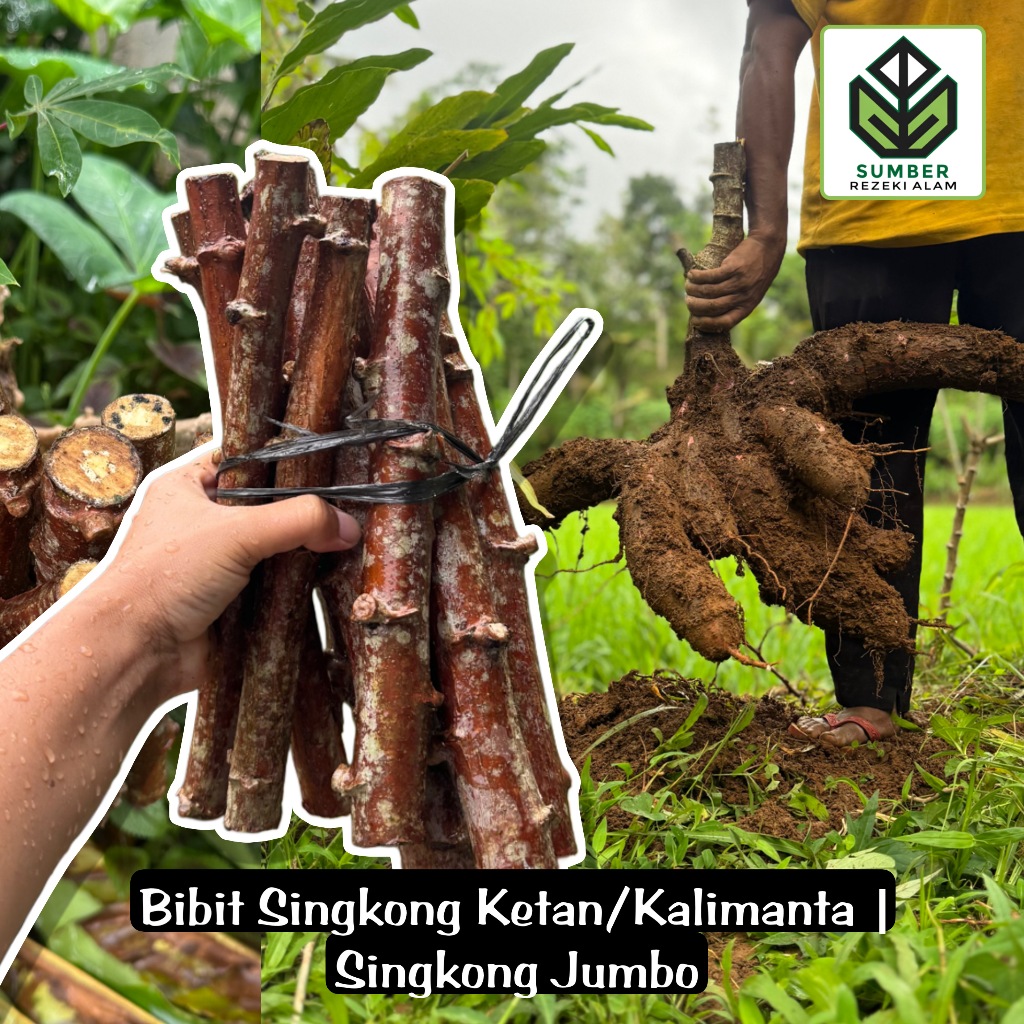 Jual BIBIT SINGKONG KALIMANTAN / KETAN BIBIT UNGGUL PILIHAN PER BATANG ...