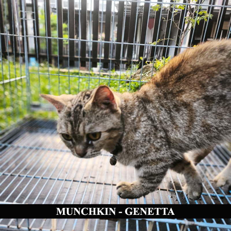 Jual SOLD // Kucing Munchkin - Genetta (Betina) | Shopee Indonesia