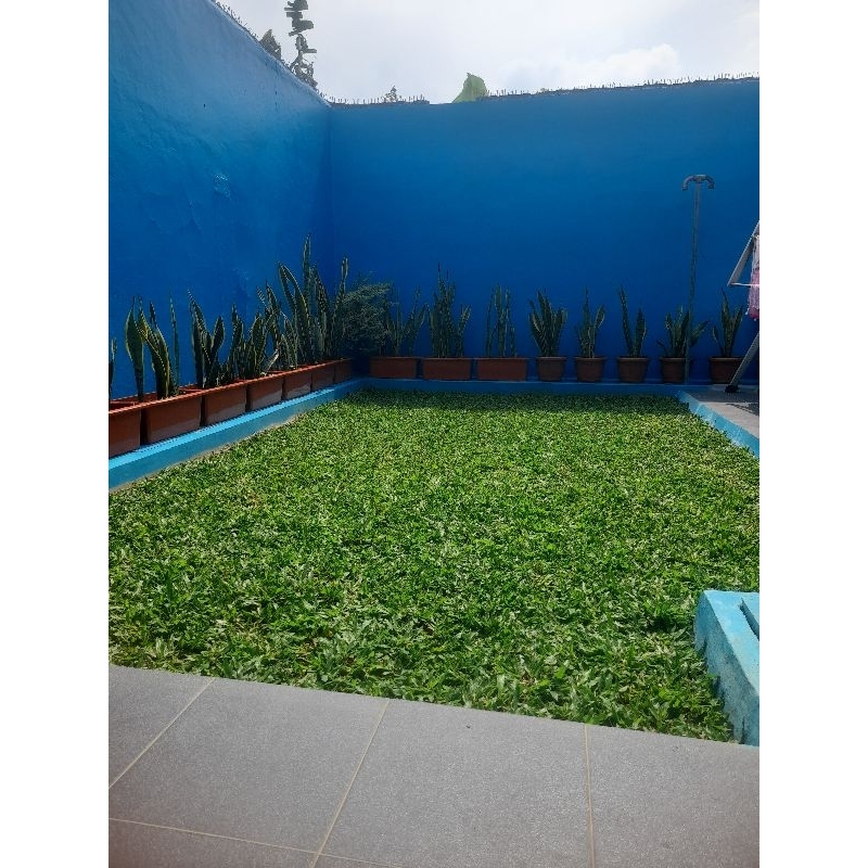 Jual rumput taman / rumput gajah mini / rumput mudah perawatan / paket ...