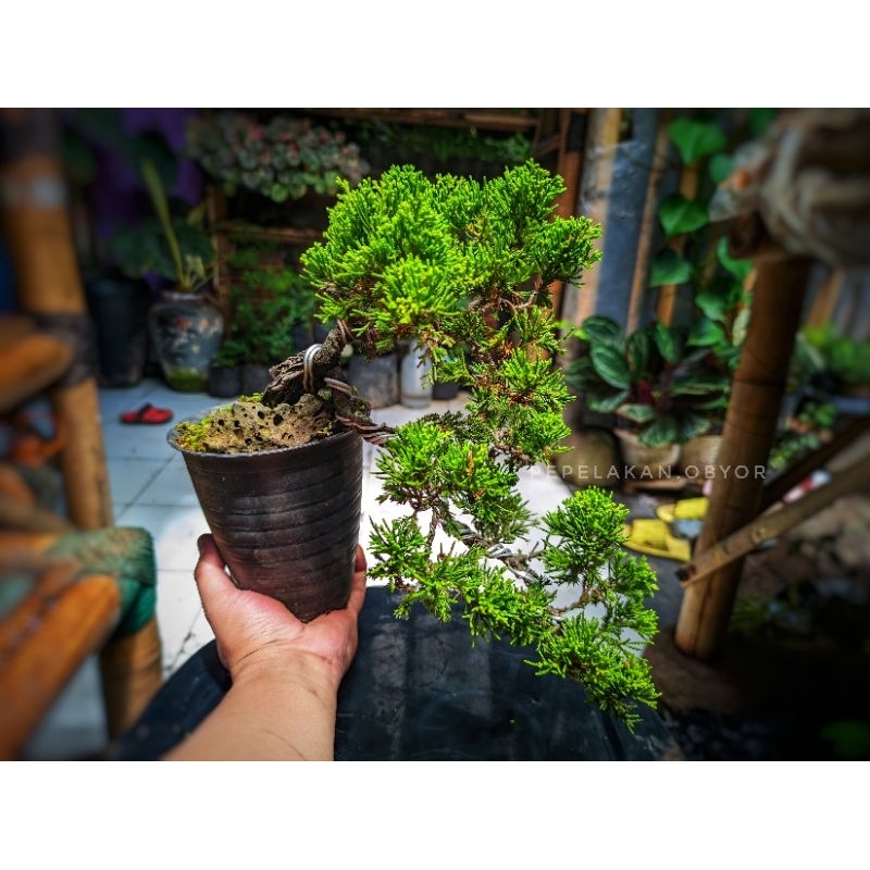 Jual Bonsai Cemara Sinensis Green REALPICT Bonsai Cemara Chinensis ...