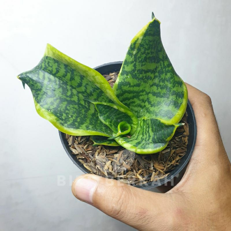 Jual Sansevieria Tsunami Mini - Tanaman Hias Sansivera Lidah Mertua ...
