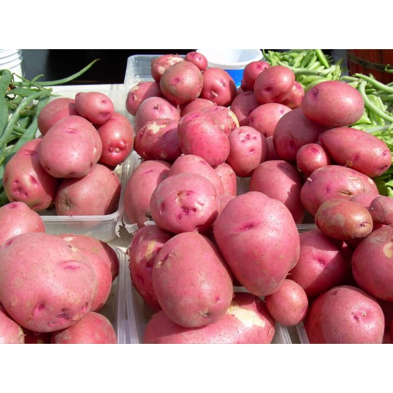 Jual kentang merah(500g) | Shopee Indonesia