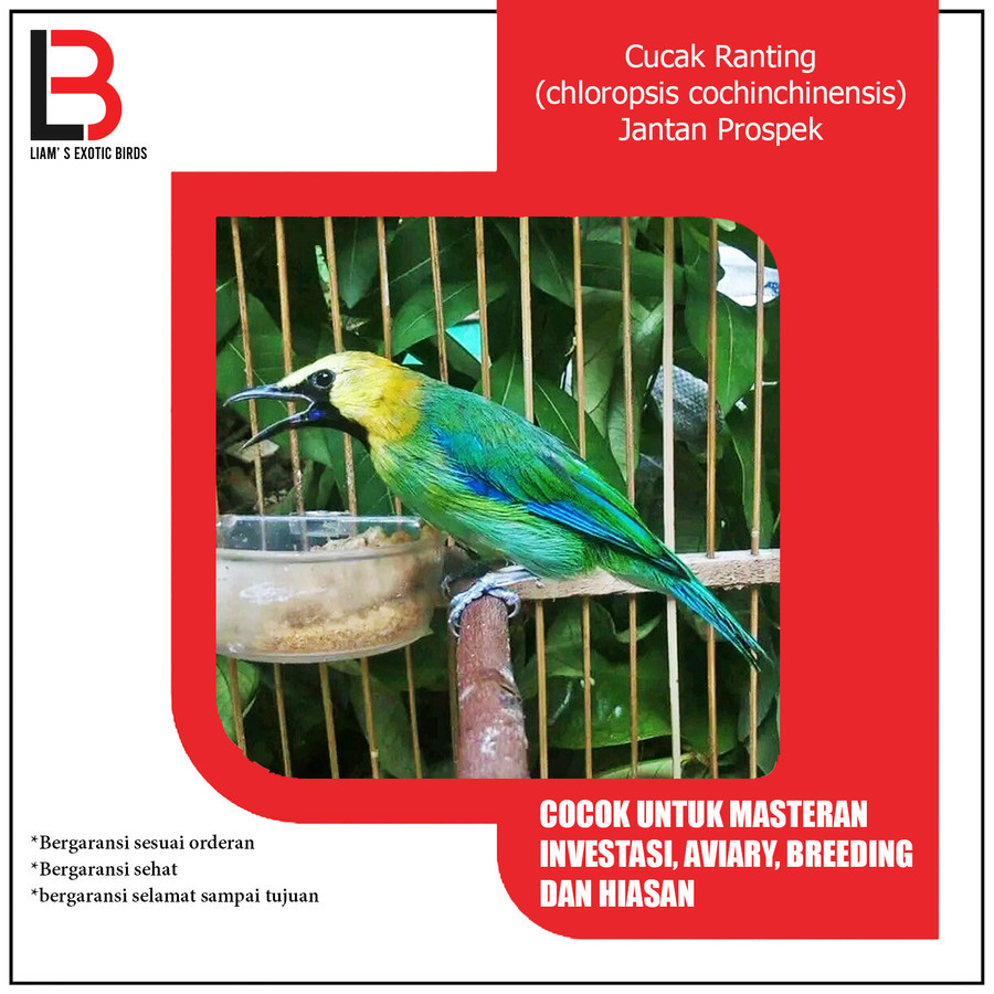 Jual Burung Ccak Ranting Gacoran Jantan Mulus Masteran | Shopee Indonesia