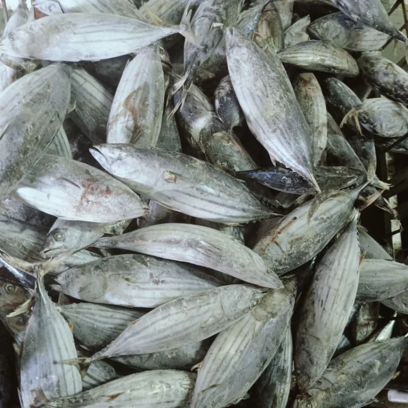 Ikan Cakalang Beku (Skipjack Tuna)