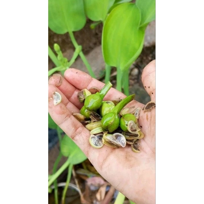 Jual Benih Genjer Isi 5000 Biji+ | Shopee Indonesia