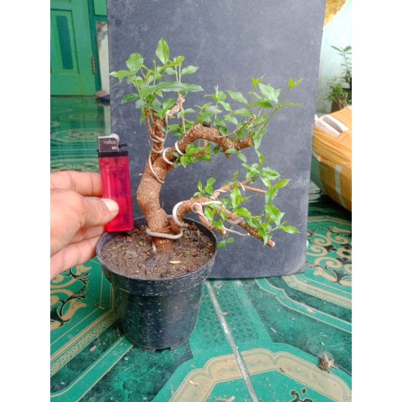 Jual sakura micro bervariasi sesuai di foto | Shopee Indonesia
