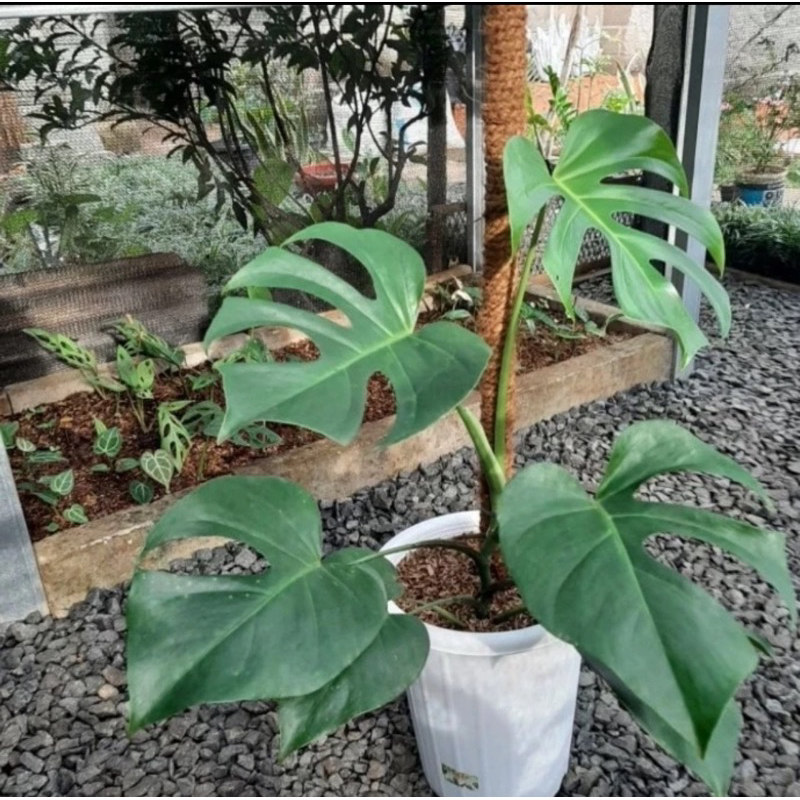 tanaman hias monstera