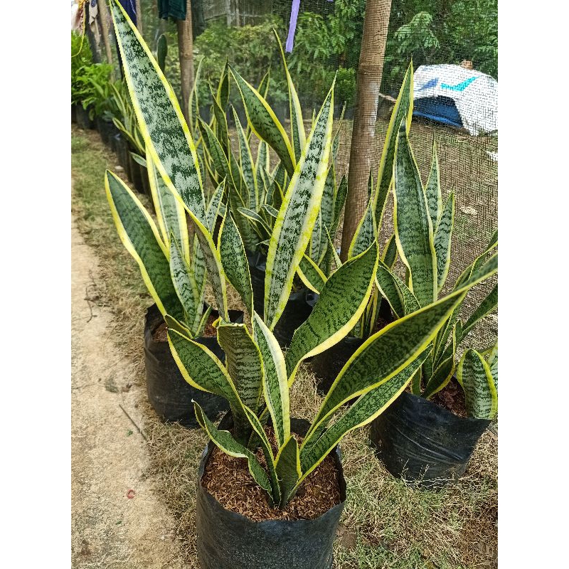 Jual Tanaman Hias Lidah Mertua atau Sansevieria Trifasciata | Shopee ...