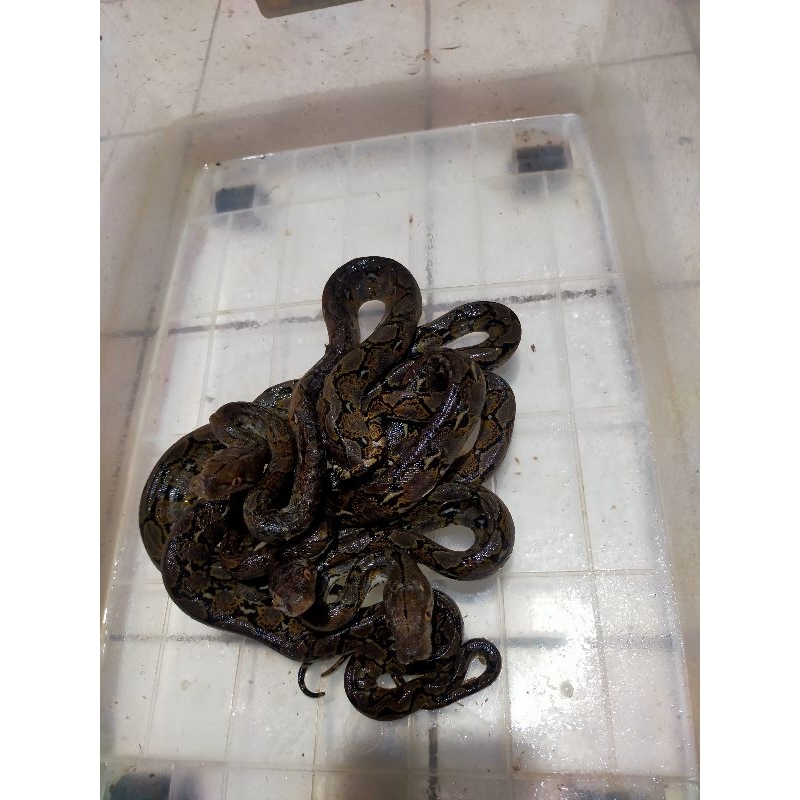 Jual retic minusan kurir ojek online | Shopee Indonesia