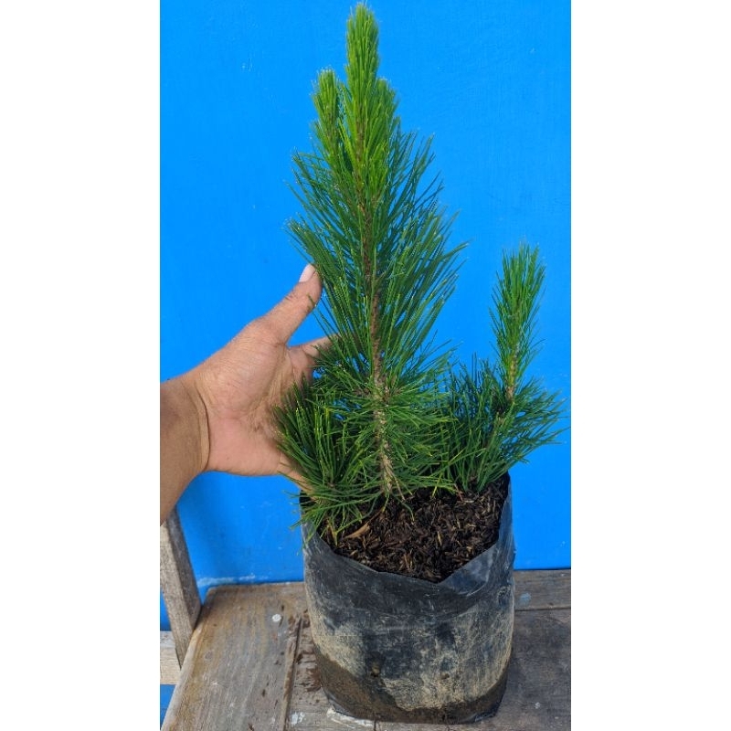 Jual tanaman bahan bonsai Japanese black pine ( pinus hitam ) | Shopee ...