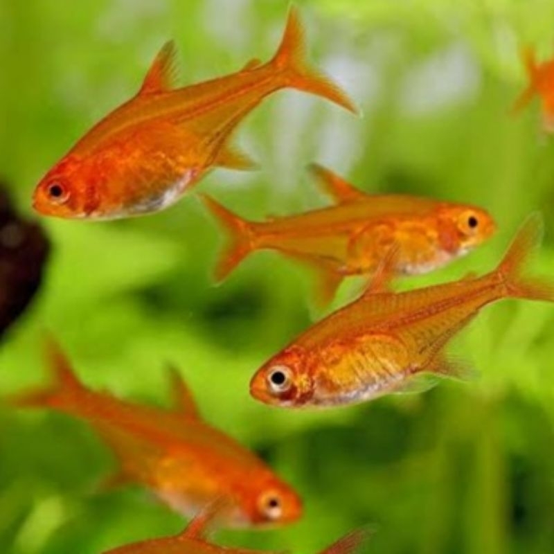 Jual Amandae Tetra | Shopee Indonesia