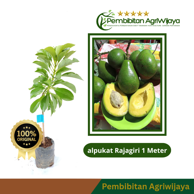 Jual Bibit Alpukat Varietas Raja Giri Bersertifikat Tinggi 60-70cm ...