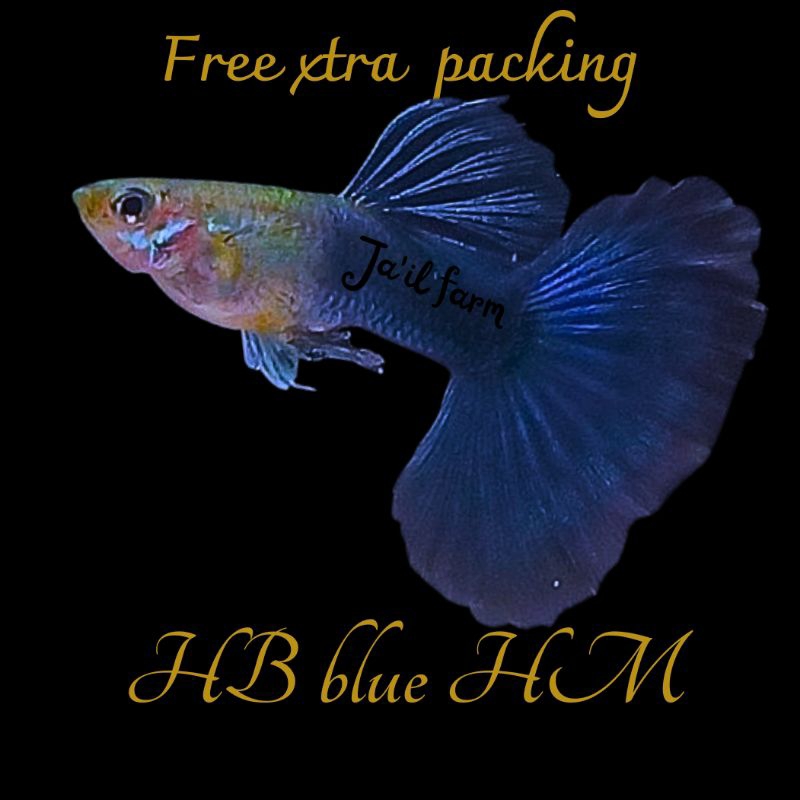 1 Pair Live Aquarium Guppy Fish – HB Blue Halfmoon – Breeding Pair – USA Seller