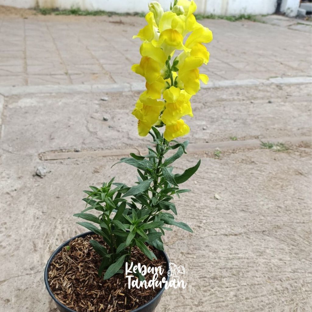 Jual Bibit Bunga Snapdragon Antirrhinum Tanaman Snapdragon Aneka Warna ...