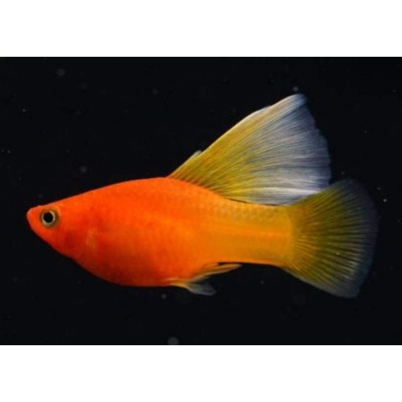 Jual Platy Sunrise Highfin/Variatus Rubinose | Shopee Indonesia