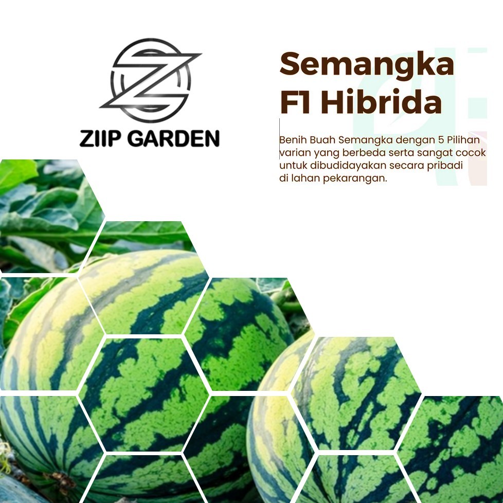 Benih Buah Semangka F1 Hibrida