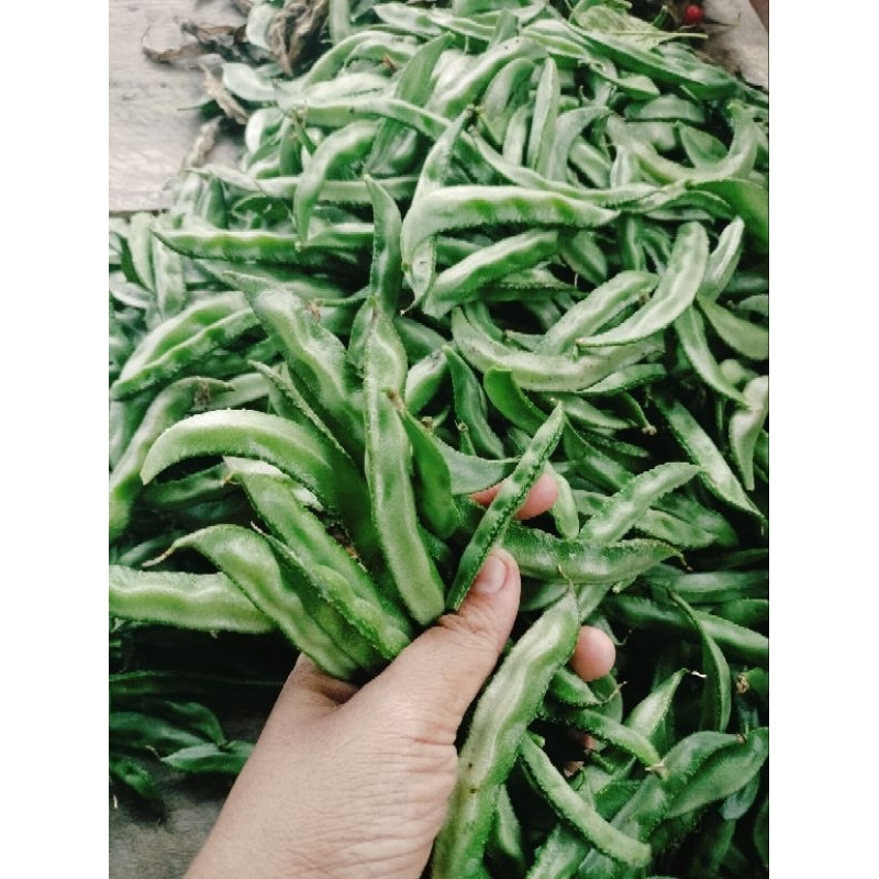 Jual Bibit koro uceng 100% Tukul mutu tinggi 10 biji harga Rp 5000 (fre ...