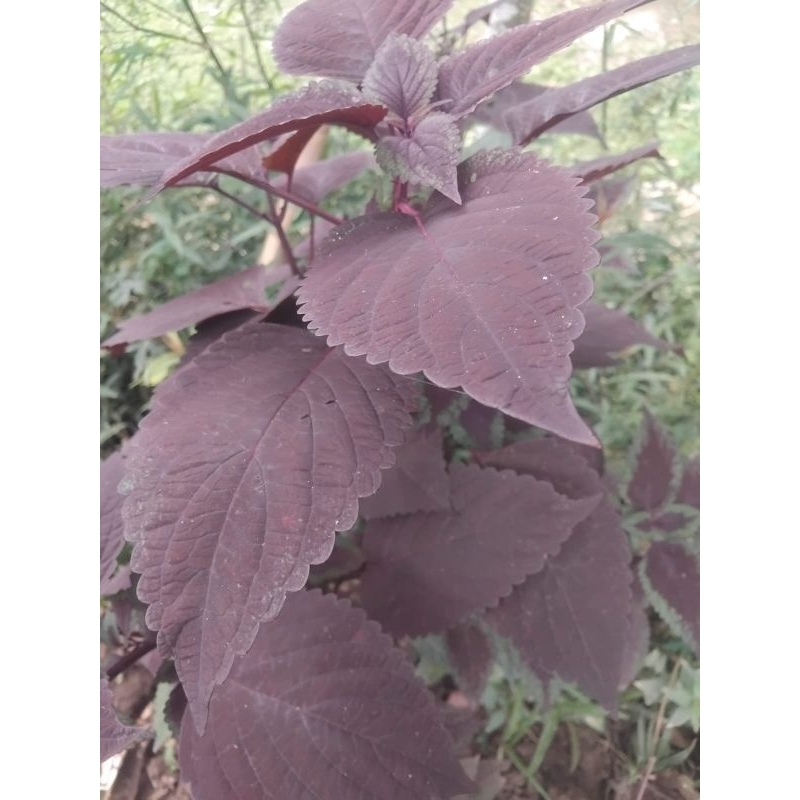 Jual Daun jawer kotok segar daun miana iler 100 gram | Shopee Indonesia