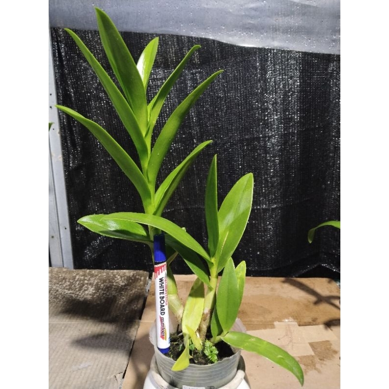 Jual Anggrek Dendrobium Rabbit Brown Yellow | Shopee Indonesia