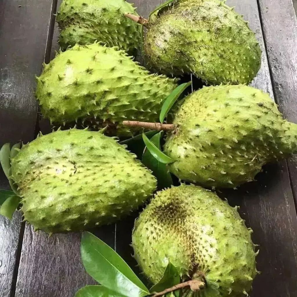 Jual BENIH/BIJI SIRSAK MADU MANIS JUMBO (20 butir) | Shopee Indonesia