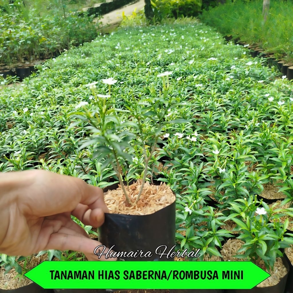 Jual Tanaman Rombusa Mini/Saberna Mini Tanaman/Pohon Hias | Shopee ...