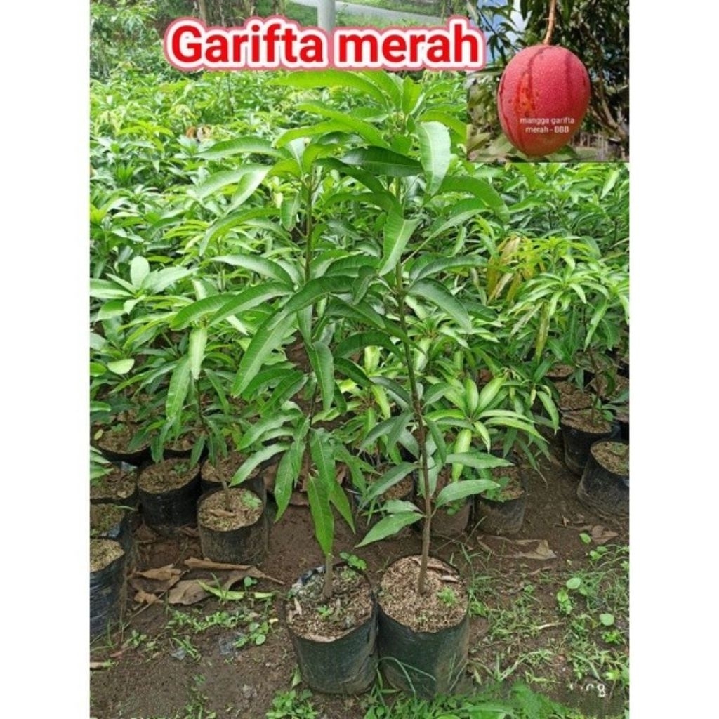 Jual Bibit Pohon Mangga Garifta Merah / Mangga Varietas Unggulan ...
