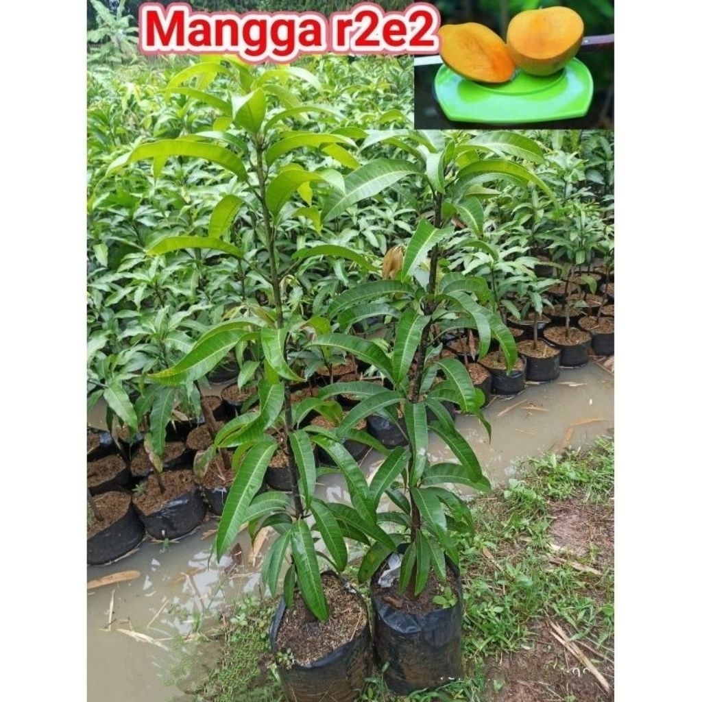 Jual Bibit Pohon Mangga R2E2 / Mangga Import / Varietas Mangga Unggulan ...