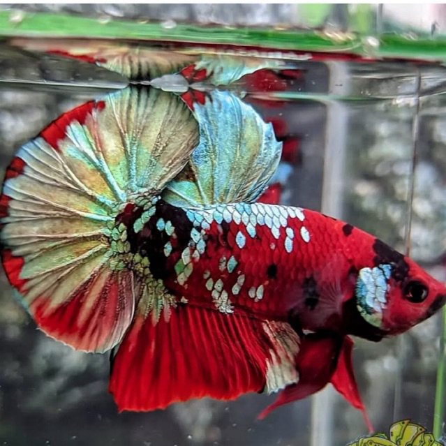 Jual ikan cupang plakat red koi cooper random bahan | Shopee Indonesia