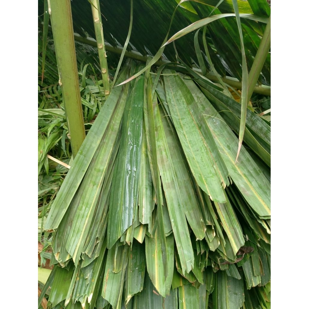 Jual Daun Rumbia/Daun Kiray /Bahan Atap Rumah/Atap Sayung 10 Lembar ...