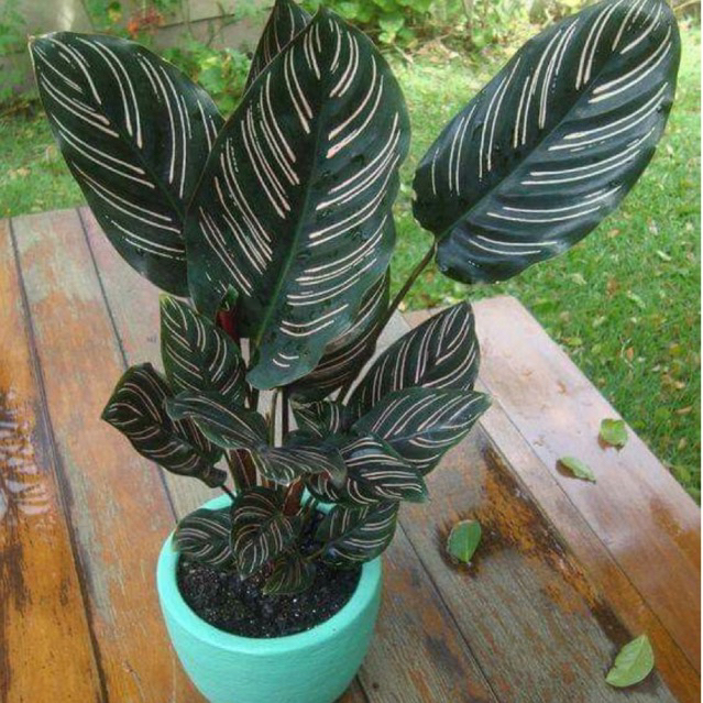( RIMBIN ) Tanaman Hias Calathea - Calathea Ornata - Meranti - Kalatea Ornata Termurah