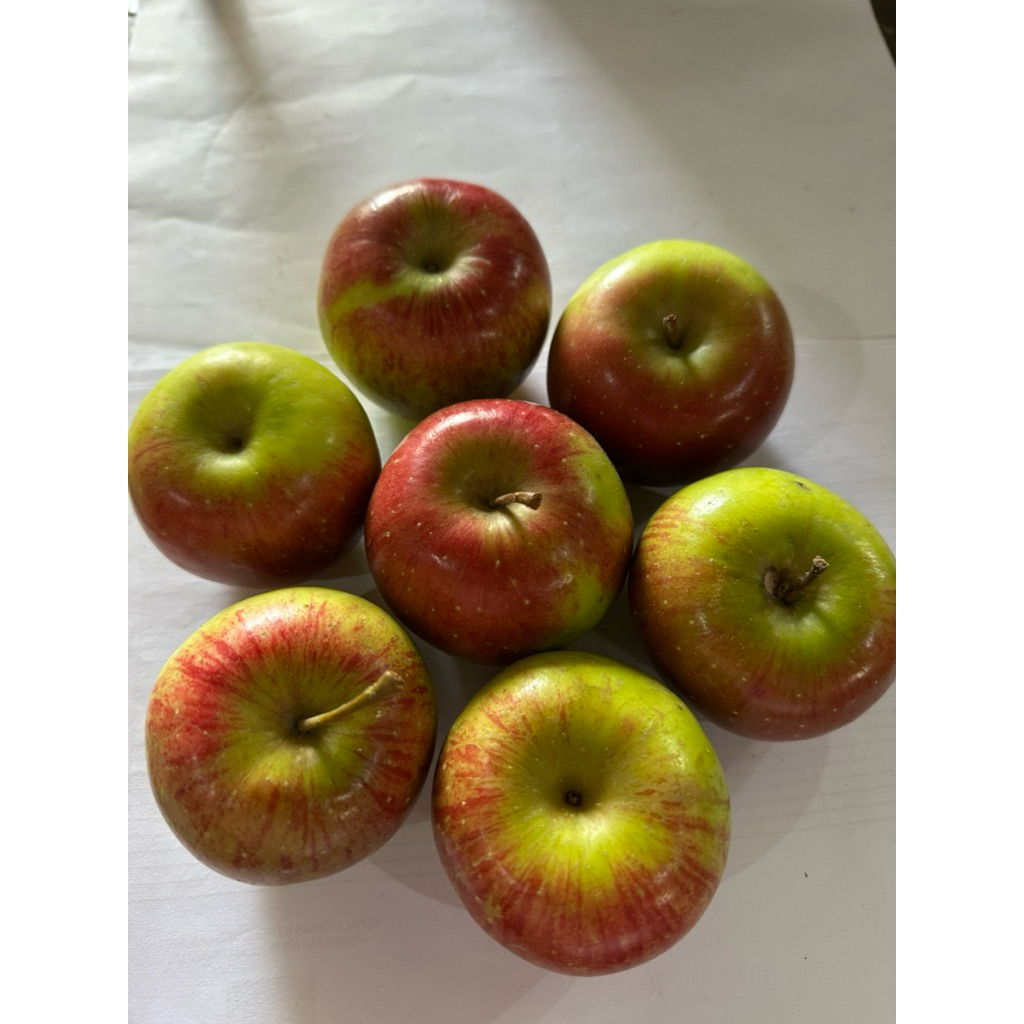 Jual Apel Malang Rome Beauty Super ukuran 5-7 buah/Apel Malang /Apel ...