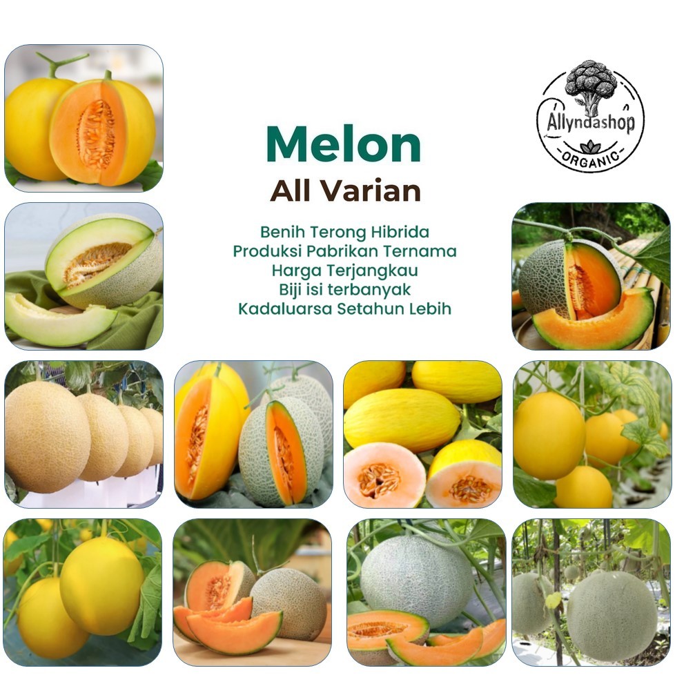 Bibit Benih Buah Melon Varian Unggulan