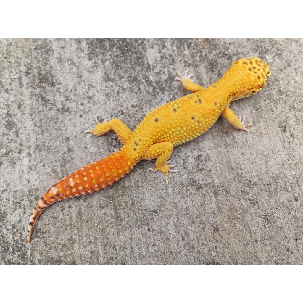 Jual MAINAN Gecko Gate MORPH | Shopee Indonesia