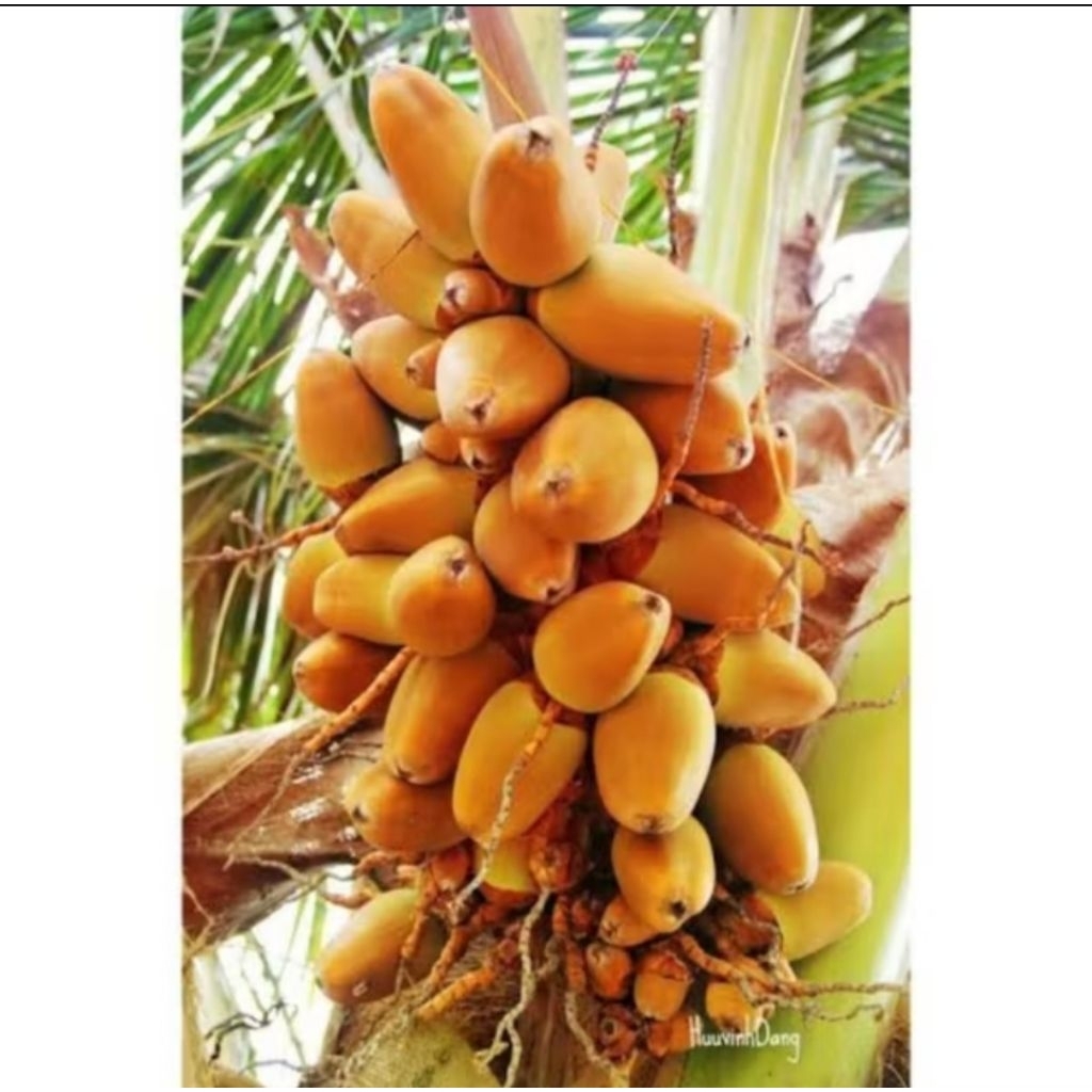 Jual cengkir kelapa/kelapa cengkir | Shopee Indonesia